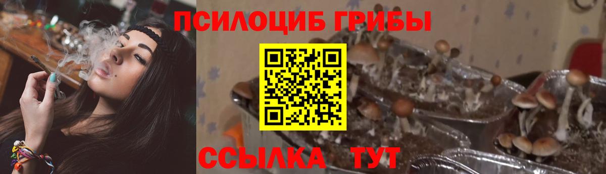 где купить наркоту  Псилоцибиновые грибы Cubensis  Пушкино  Галлюциногенные грибы ЛСД 